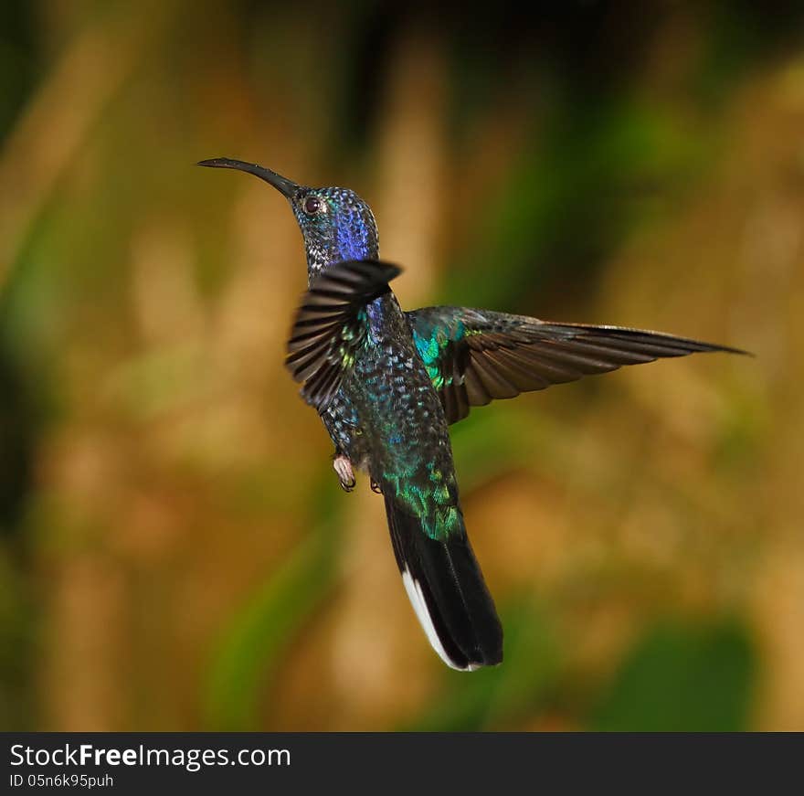 Violet Sabrewing backside, Costa Rica Cloud forest