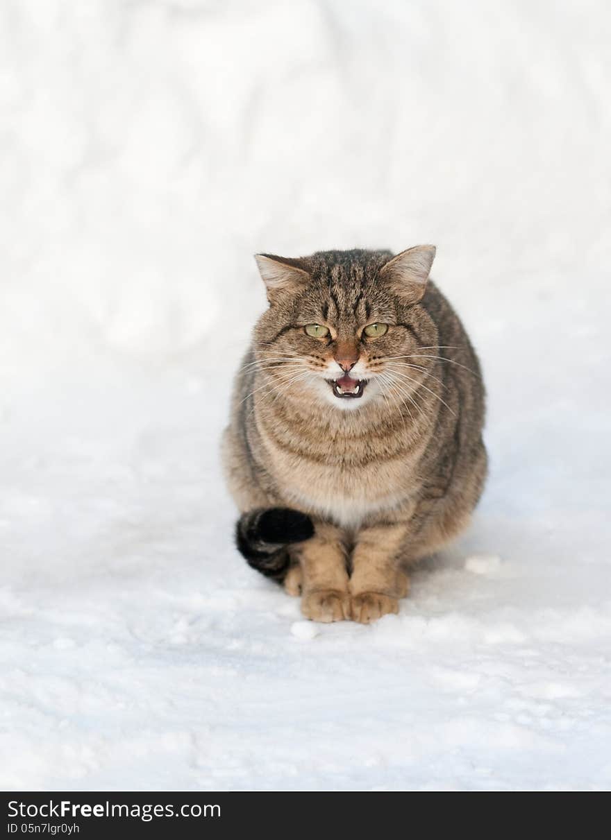 Brown cat on the white snow