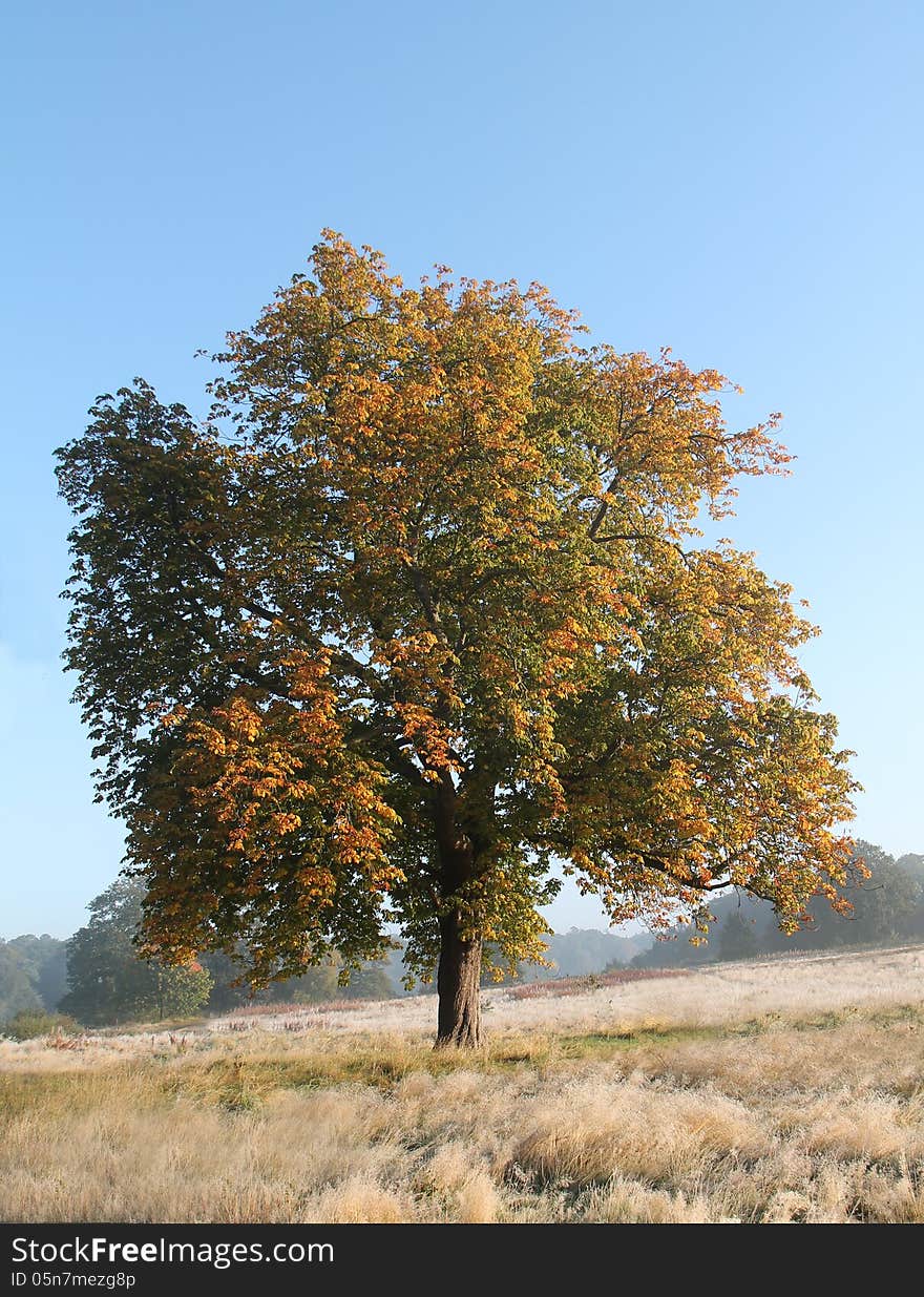 A Beautiful Tree with the Leaves Turning Autumn Brown.