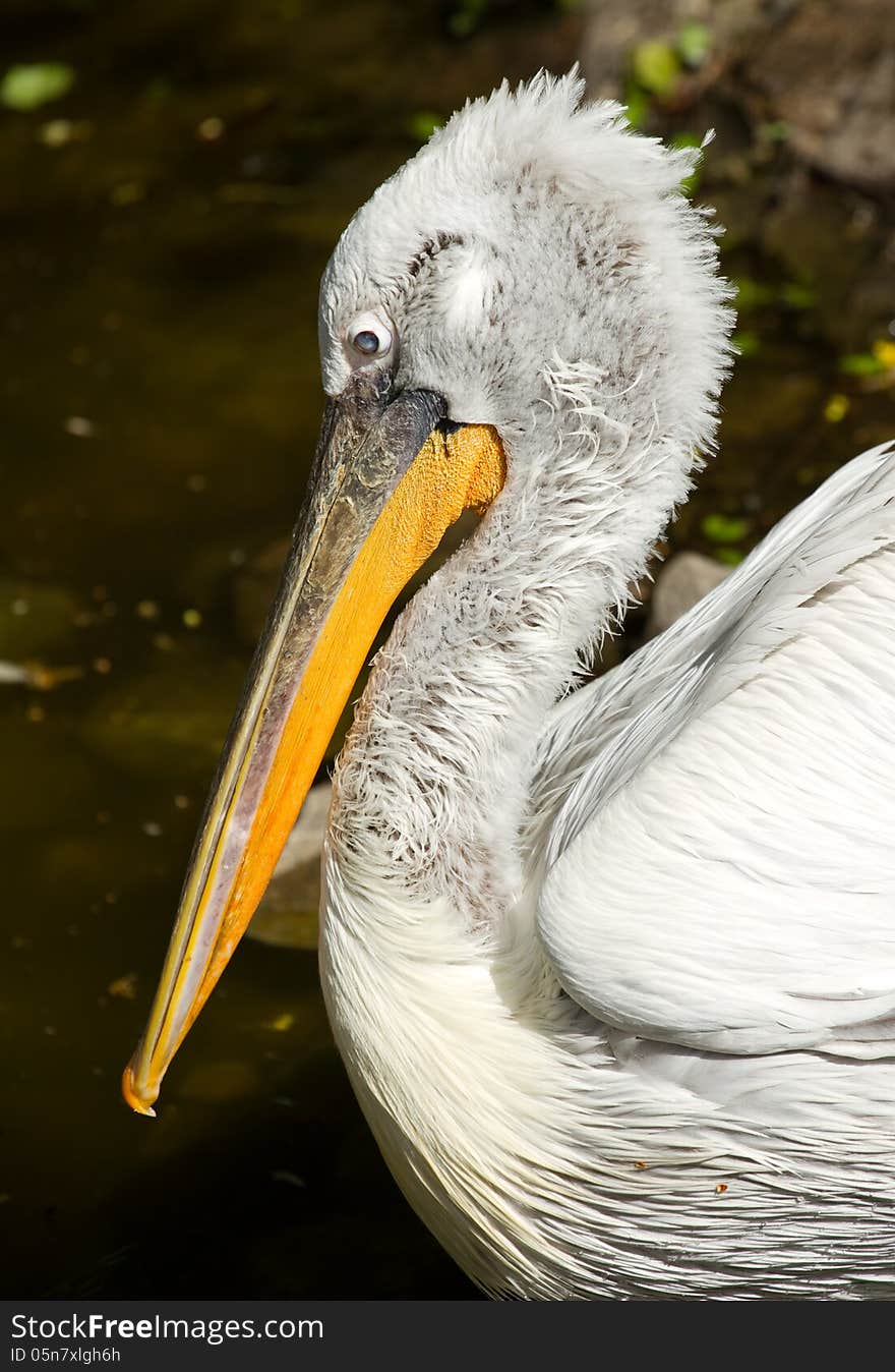 Dalmatian Pelican portrait ( Pelecanus crispus )