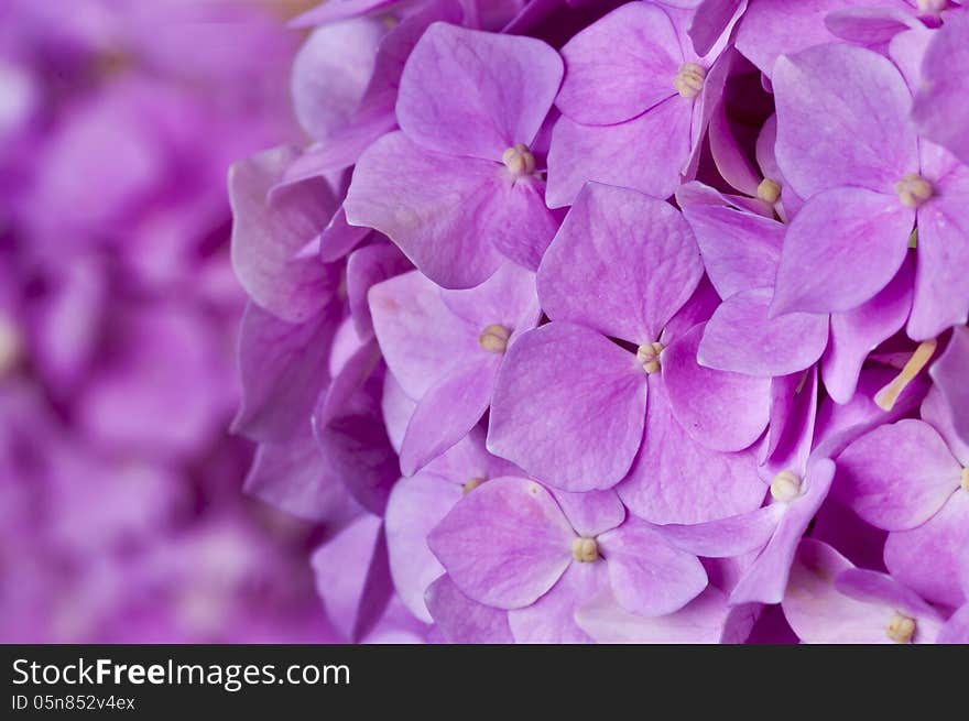 Pink Hydrangea As Background