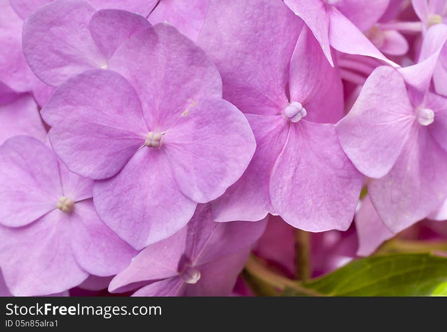 Pink Hydrangea With Leaves As Background