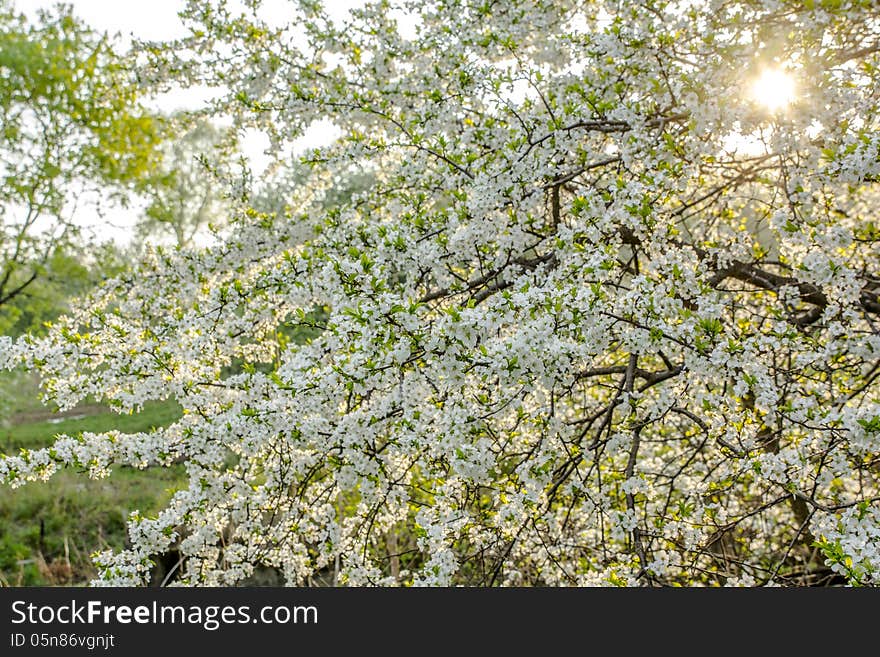 Blooming fruit-tree in the early sunny morning. Blooming fruit-tree in the early sunny morning.