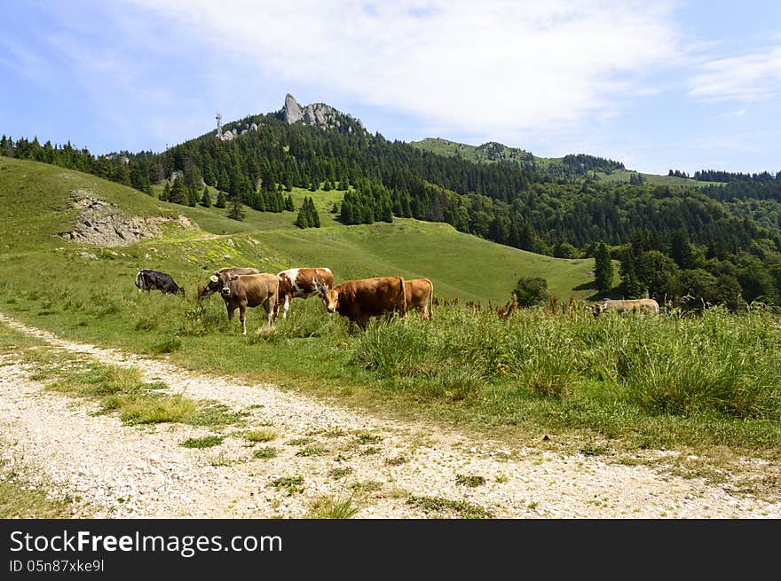 Herd of cows on mountain pasture