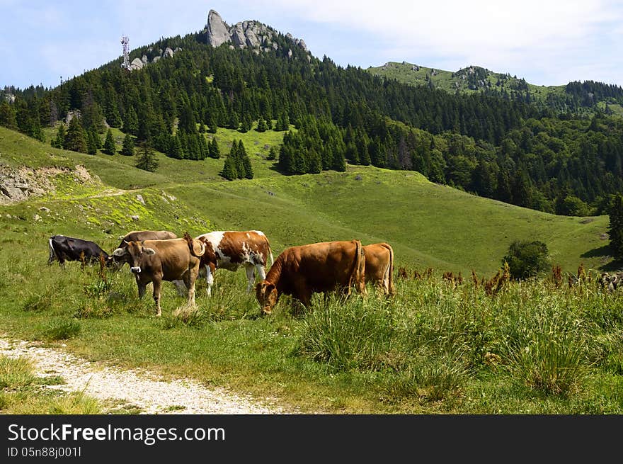 Herd of cows on mountain pasture near a mountain route