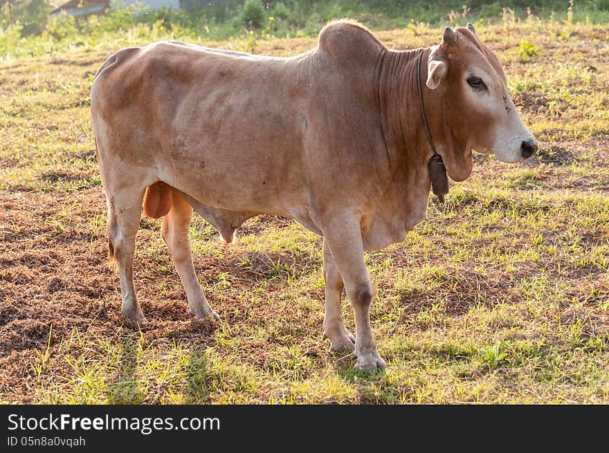 Cow On The Meadow