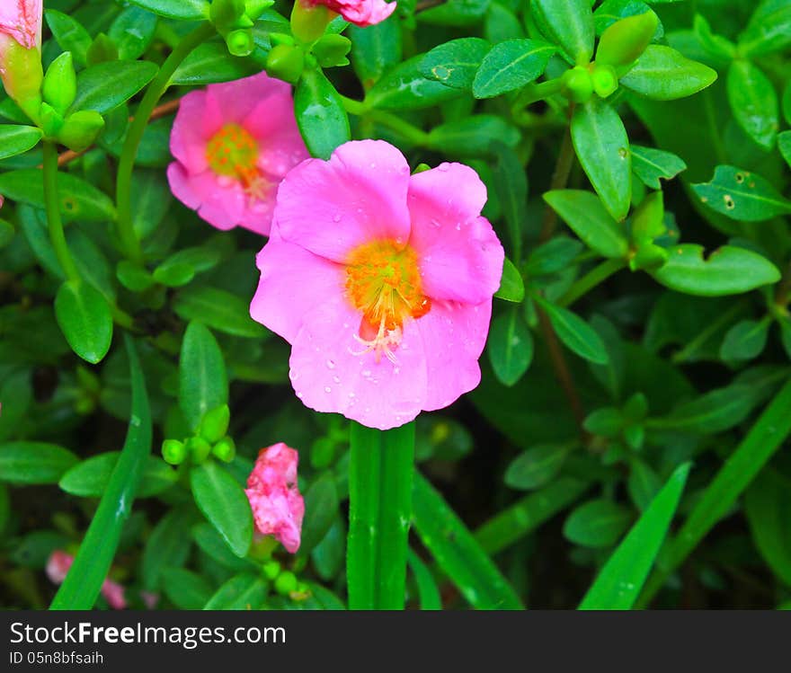 Portulaca flowers