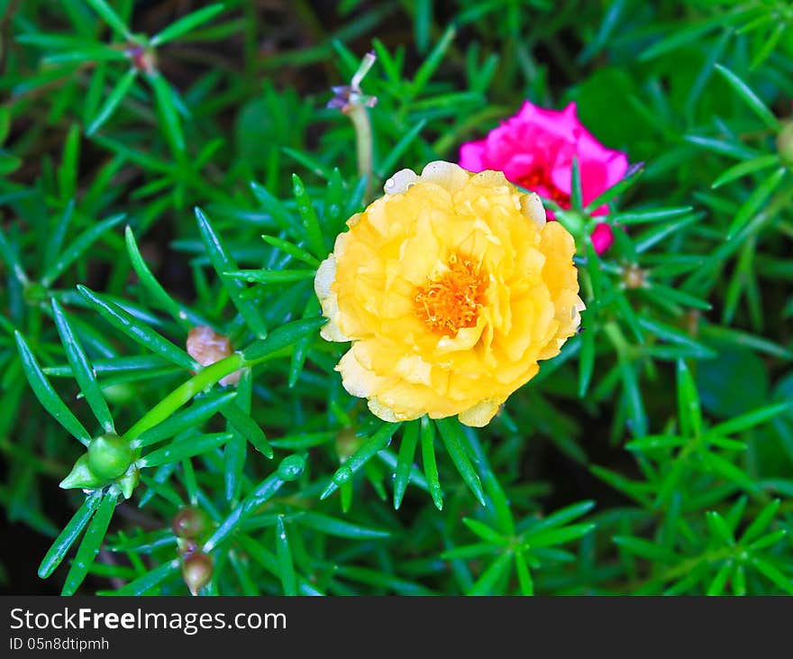 Portulaca Flowers