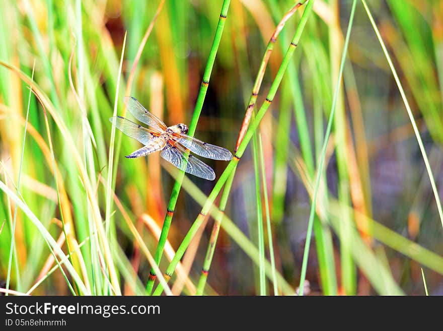 Dragonfly