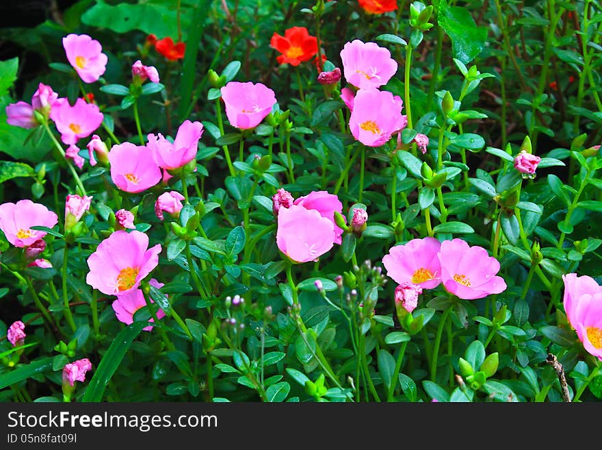 Portulaca flowers