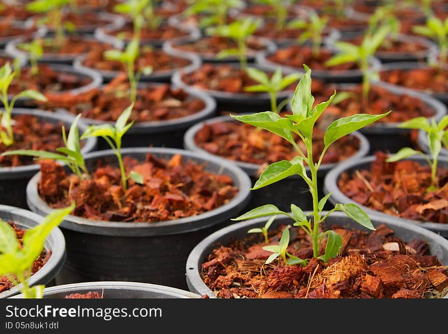 Plant in farm