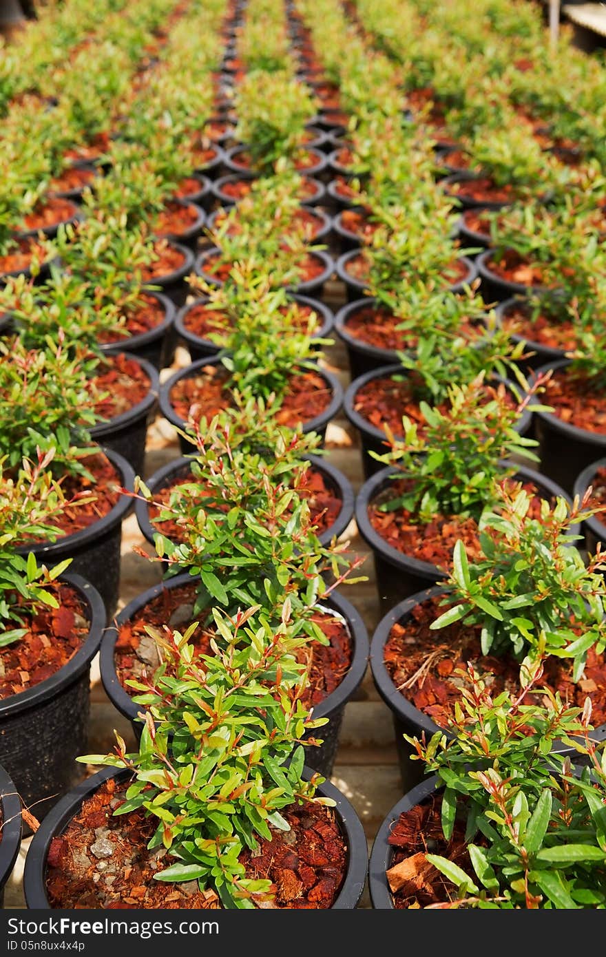 Rows of pomegranate in farm