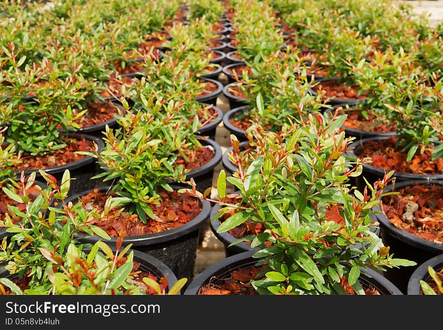 Rows of pomegranate in farm