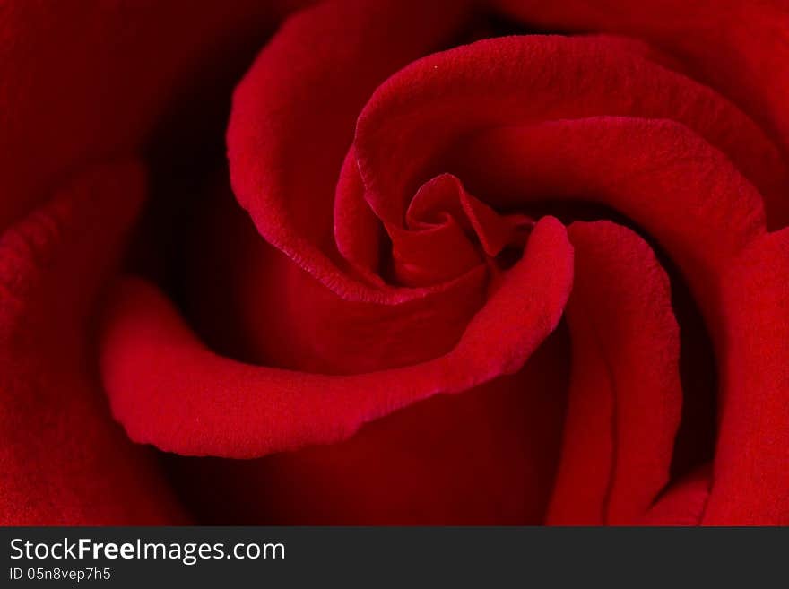 Red Rose close up