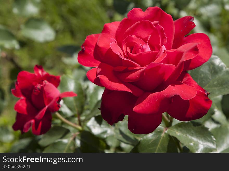 Red rose bud framed with green leaves in the sunlight