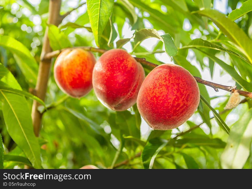 Peaches ready to be harvested