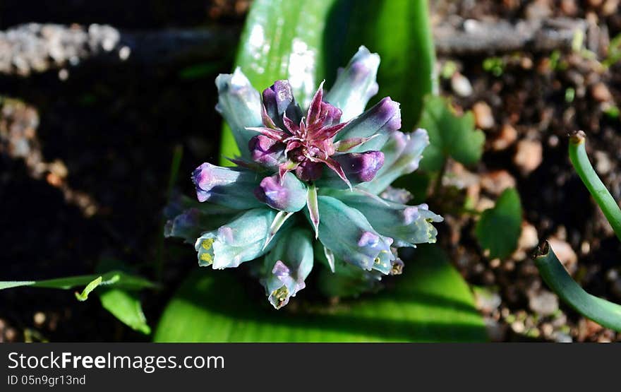 Close up of rare Blue Lachenalia orchioide Westcoast South Africa