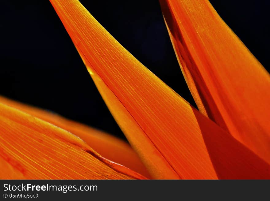 Close up of new strelitzia reginae flower