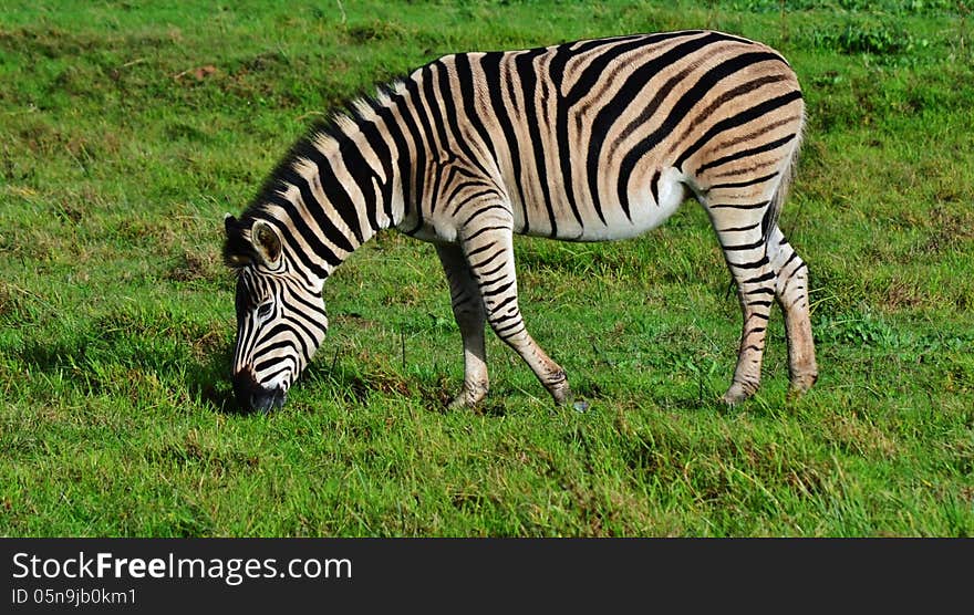 Landscape with zebras grassing on green meadow