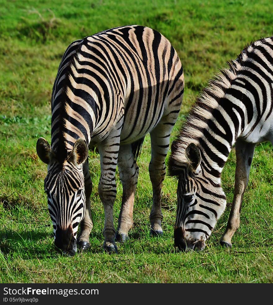 Landscape with zebras grassing on green meadow