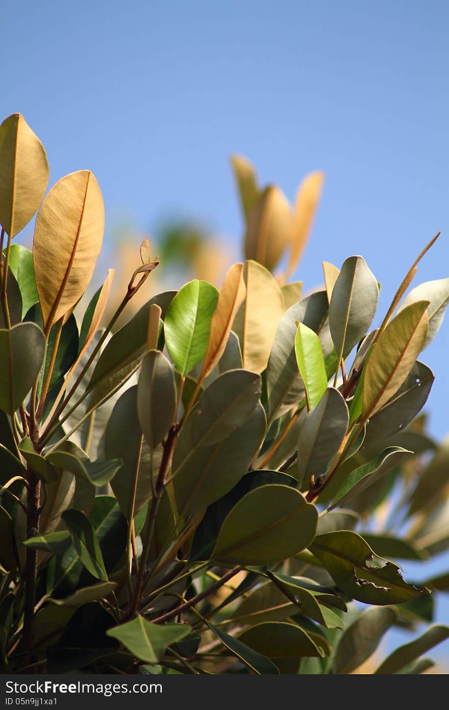 Jackfruit leaves shoot on a small aperture to demonstrate bokeh and Depth of Field. Jackfruit leaves shoot on a small aperture to demonstrate bokeh and Depth of Field