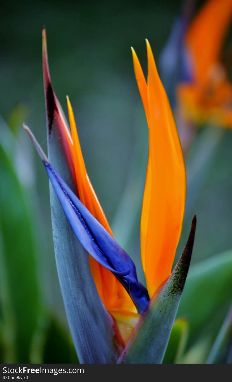 Close up of new strelitzia reginae flower