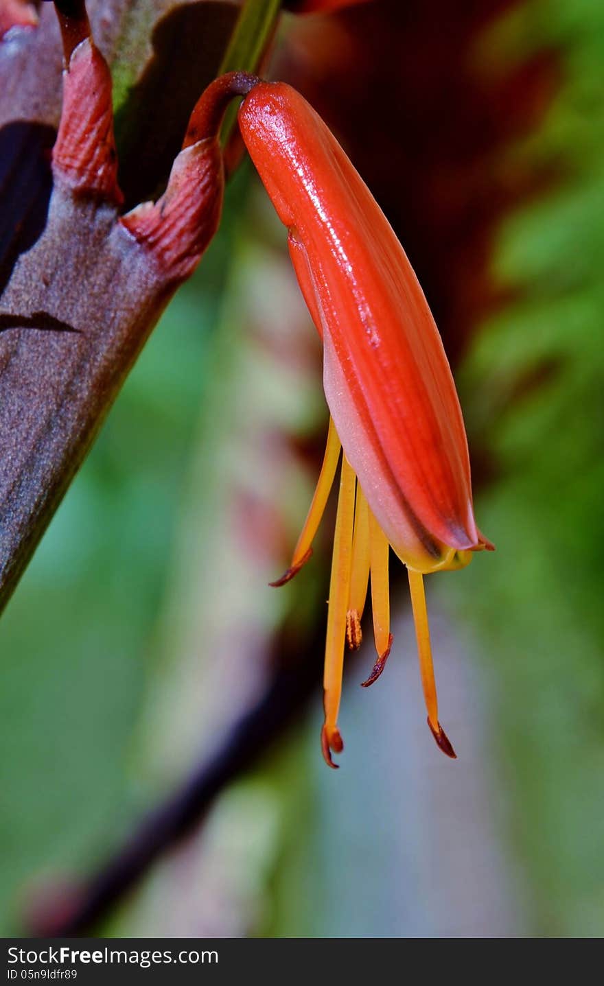 Aloe Blossom