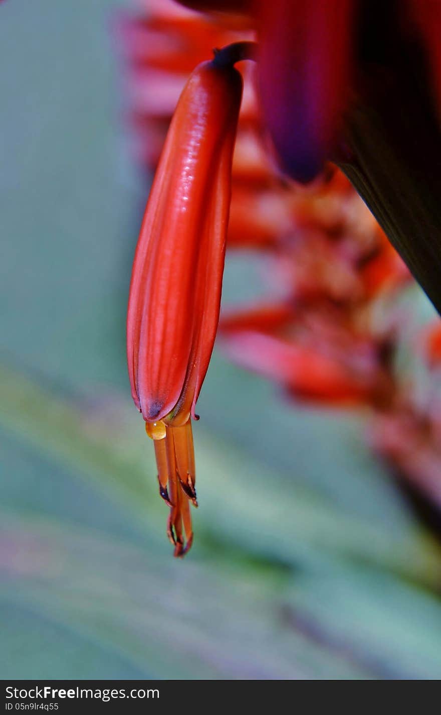 Aloe Blossom