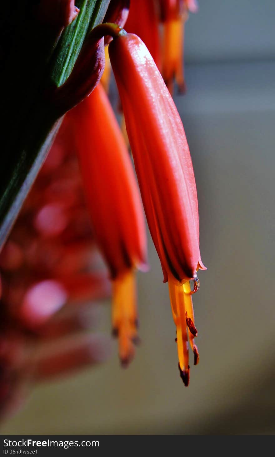 Close up of red aloe blossoms in sunshine