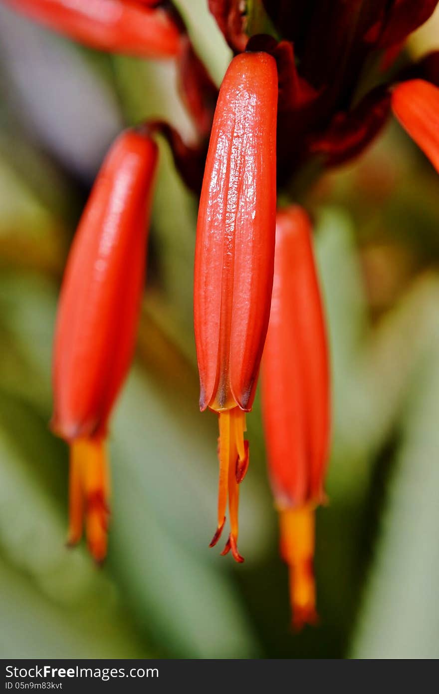 Close up of red aloe blossoms in sunshine