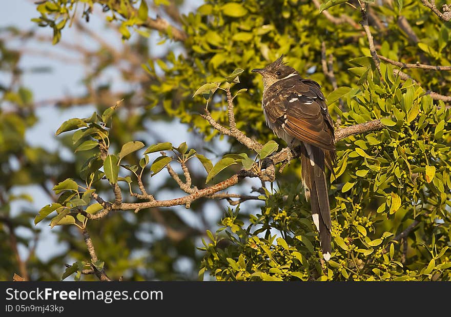 Great Spotted Cuckoo &x28;Clamator Glandarius&x29;