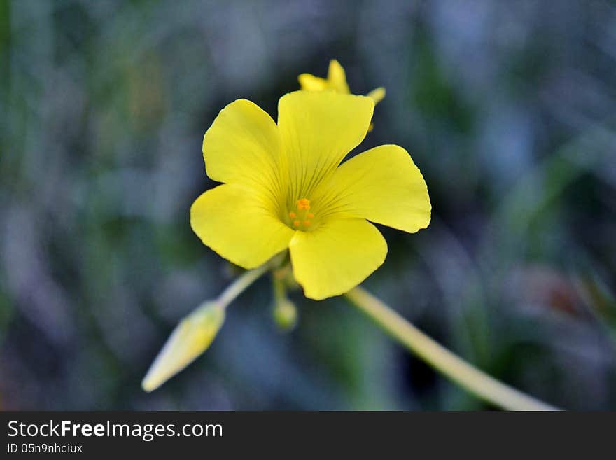 Little Yellow Flower