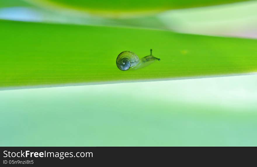 Tiny snail