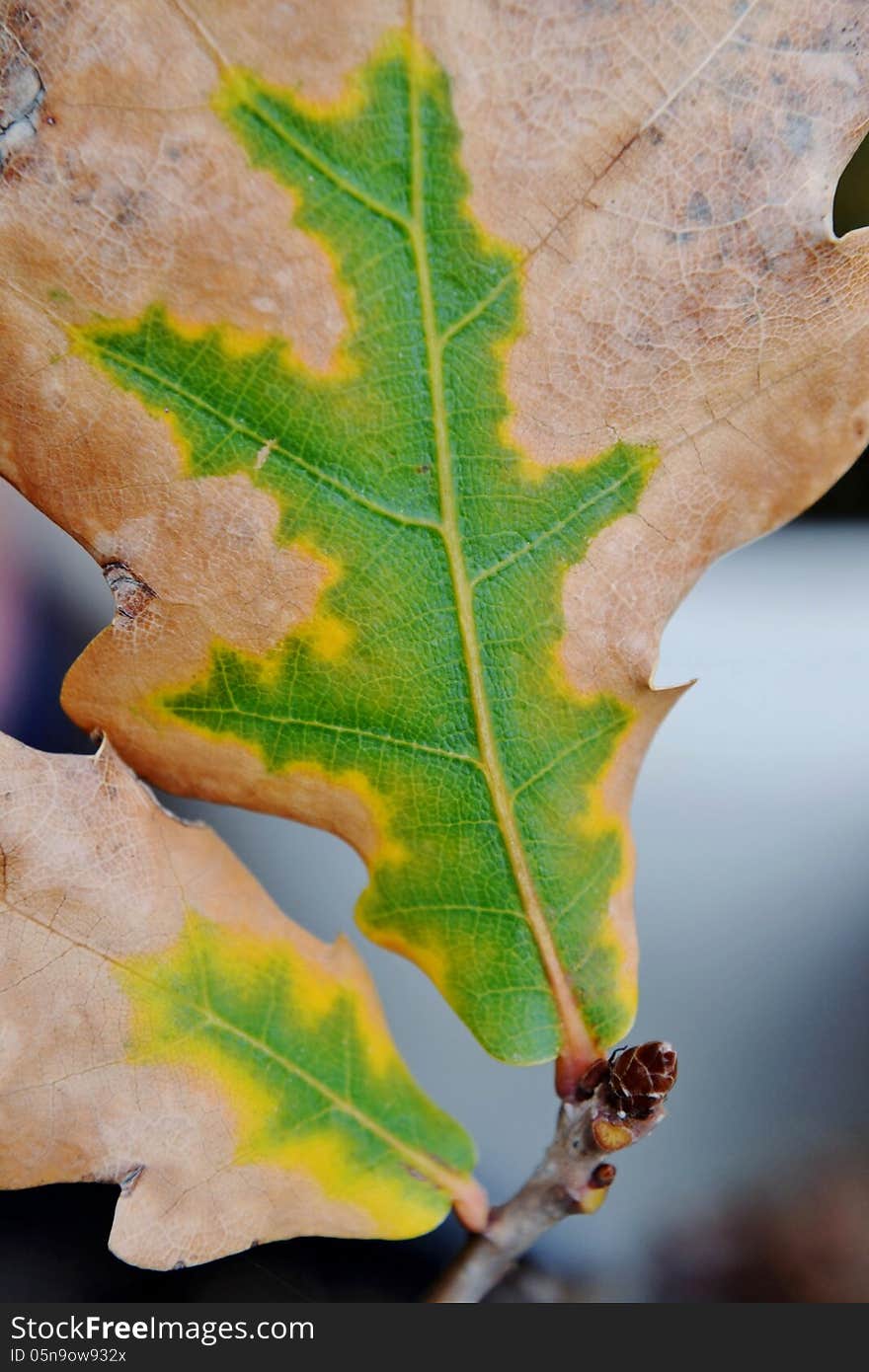 Close up of dried up brown and green oak leafs. Close up of dried up brown and green oak leafs