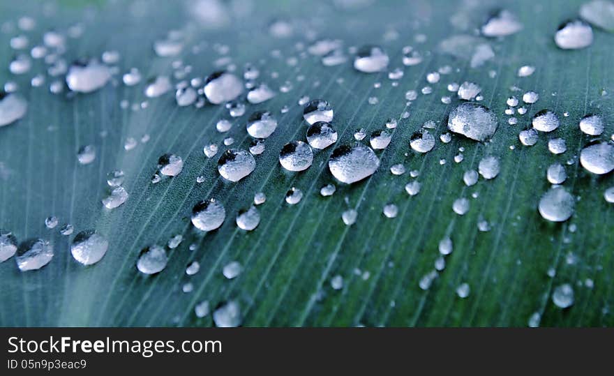 Close up of rain drops on green lily leaf. Close up of rain drops on green lily leaf