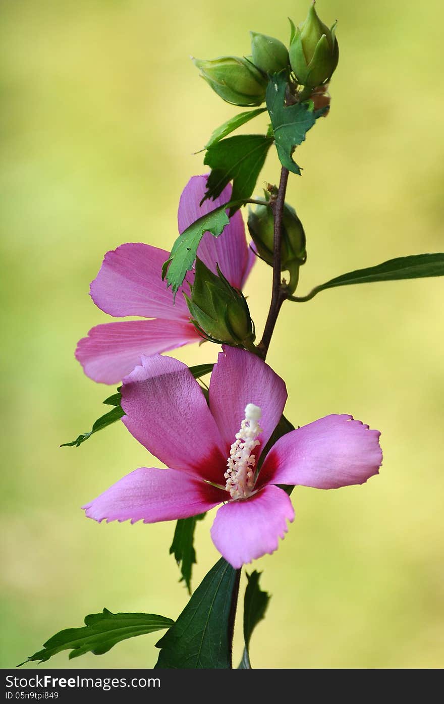 Rose Of Sharon Flower