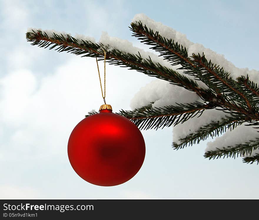 Red glass ball hanging on the snowy twig of the spruce. Red glass ball hanging on the snowy twig of the spruce