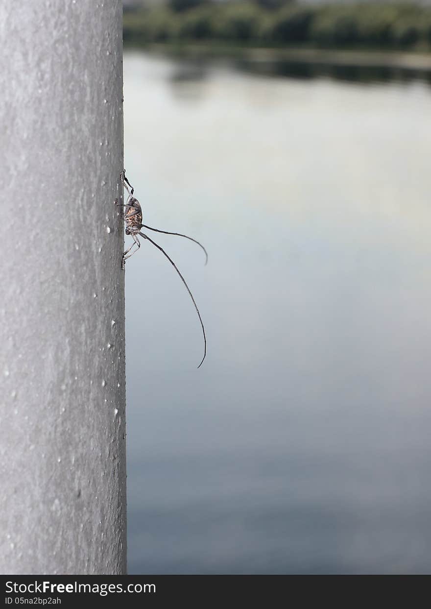 Recreation on the pillar