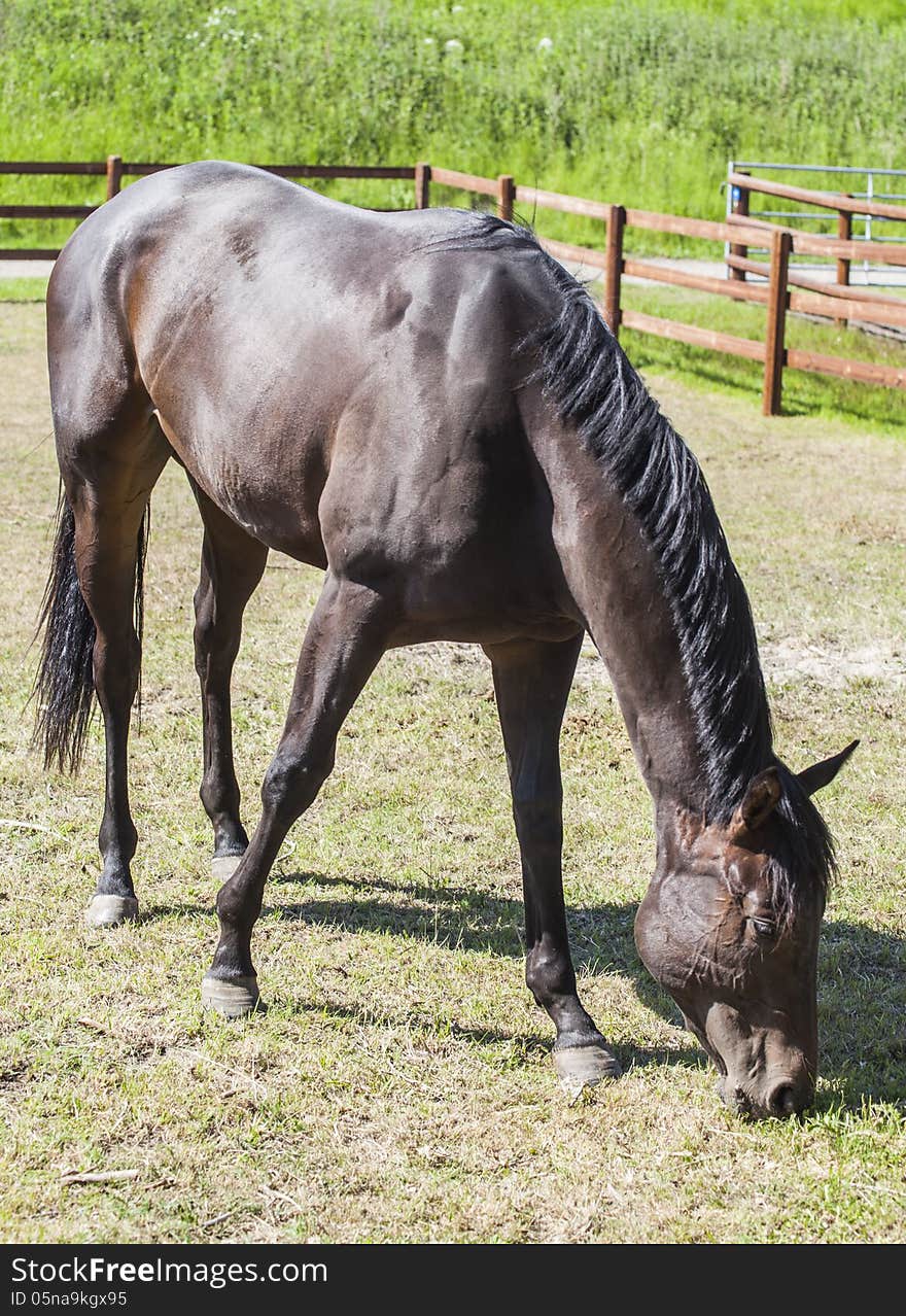 Horse in garden eating green grass