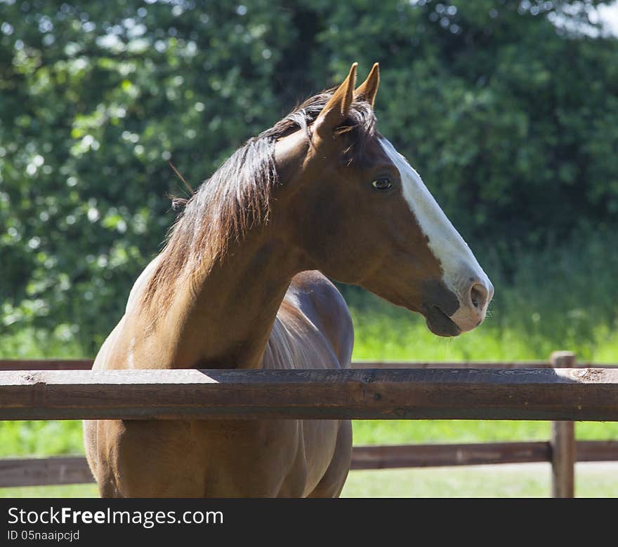 Horse In Garden With Green Background