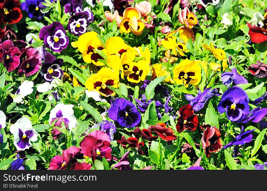 Multicolored Pansies On The Meadow.