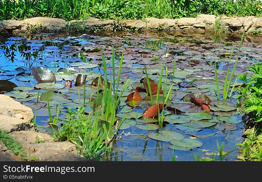 A small pond with lily pads in summer sunny day. A small pond with lily pads in summer sunny day