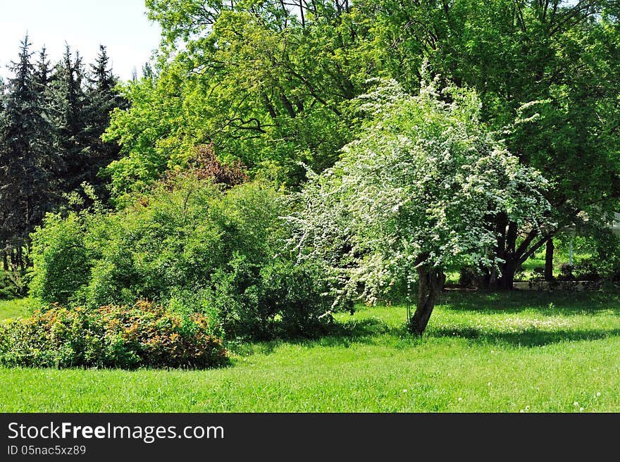 Landscape Park.Flowering tree.