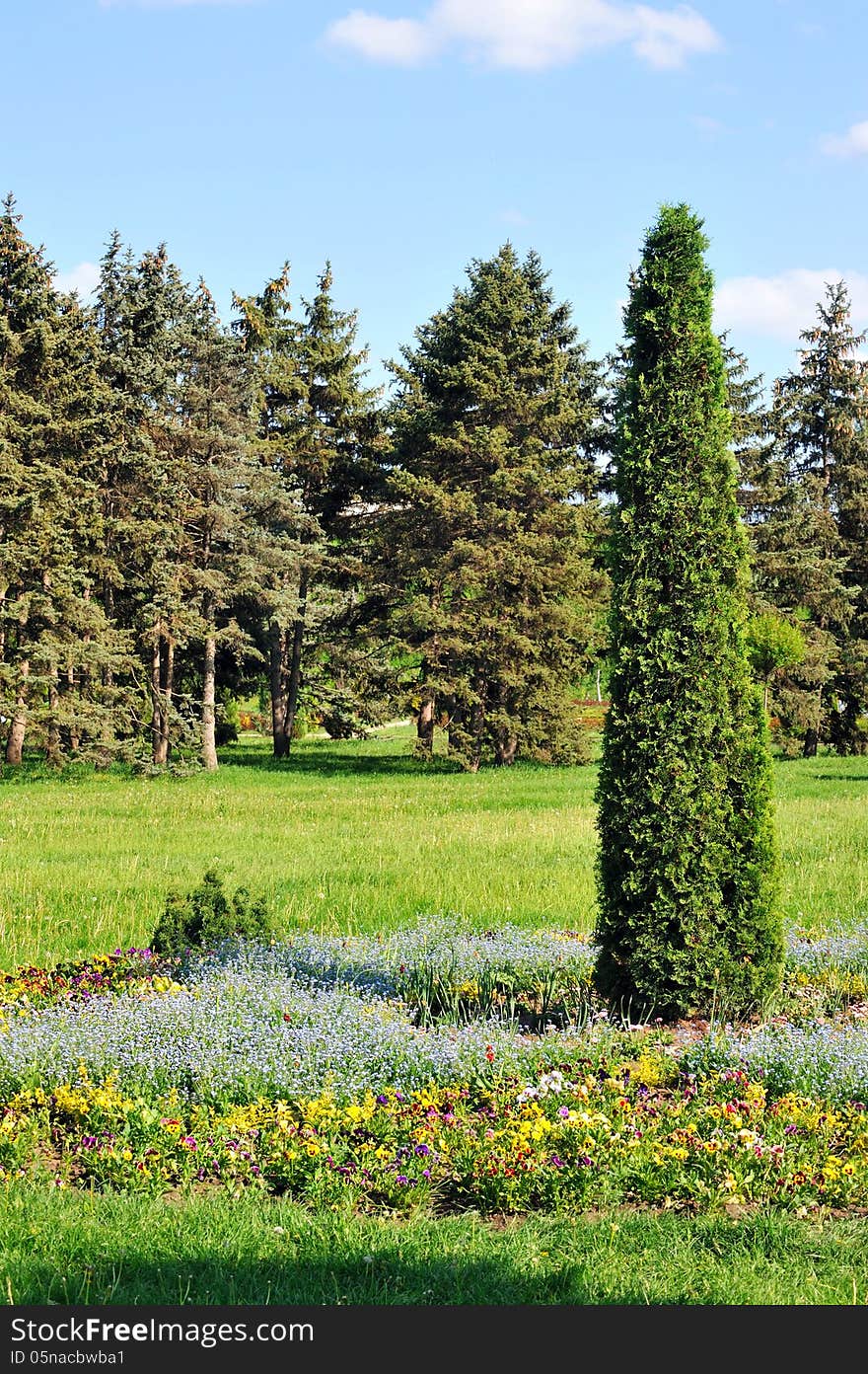 Landscaped park - arborvitae in the flowerbed in sunny day. Landscaped park - arborvitae in the flowerbed in sunny day