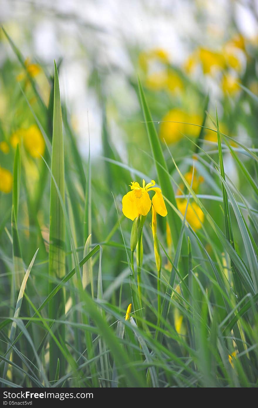 Yellow iris flower in the sunset rays.