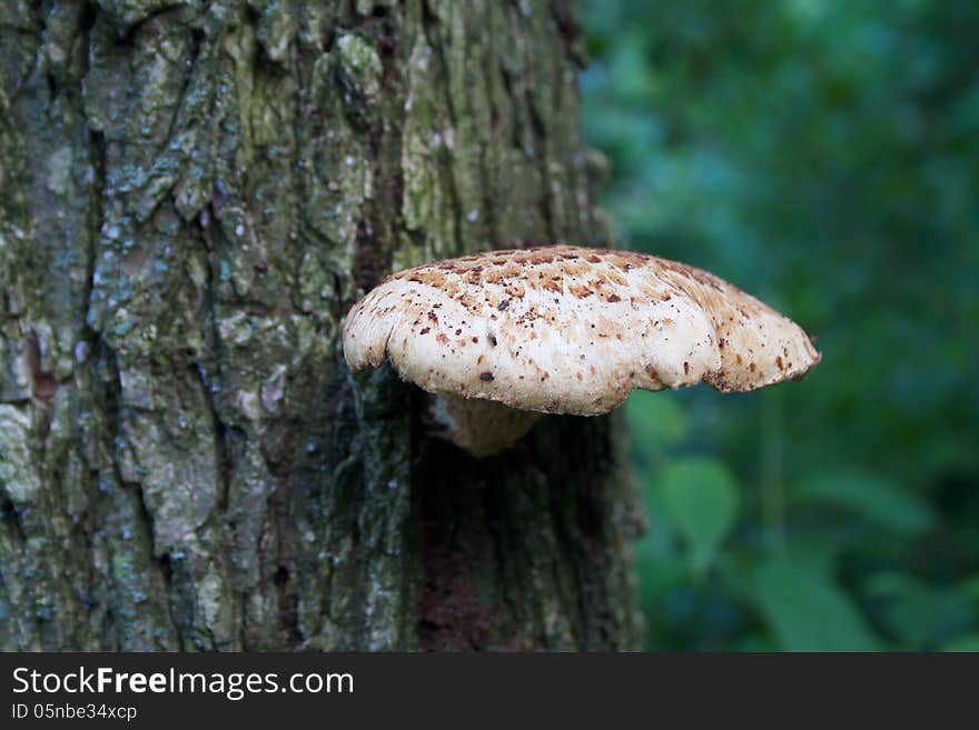 A close up image of a mushroom growing on a tree trunk. A close up image of a mushroom growing on a tree trunk