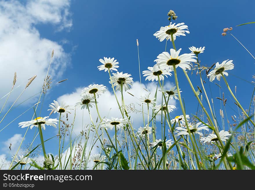 Daisy flower field