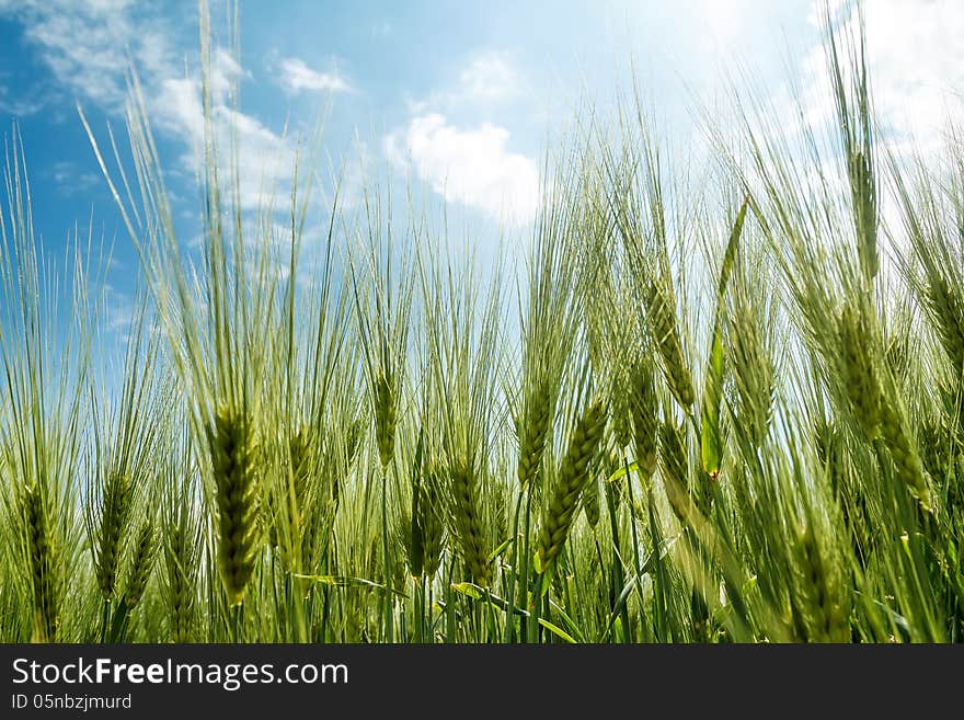 Spring Grain With Blue Sky And Sunligt