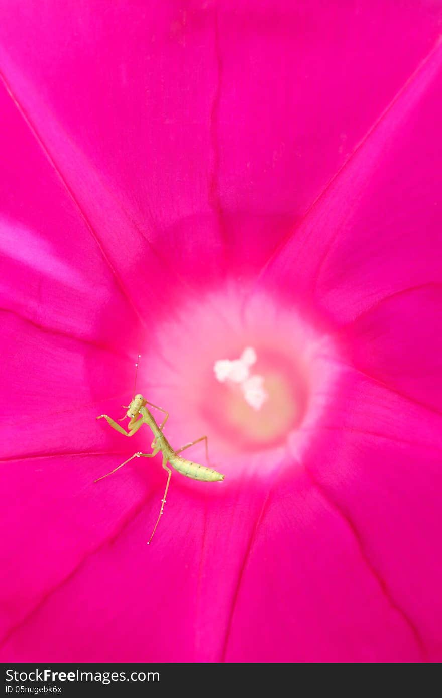 Praying mantis larva on morning glory vine