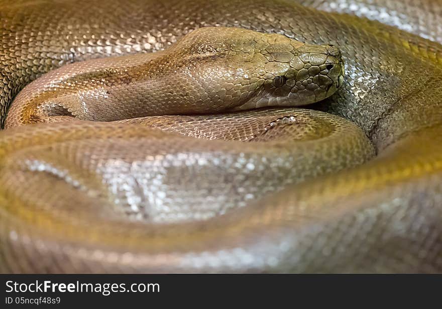 Brown Snake Spiral Close-up